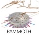 PAMMOTH logo PAMMOTH logo